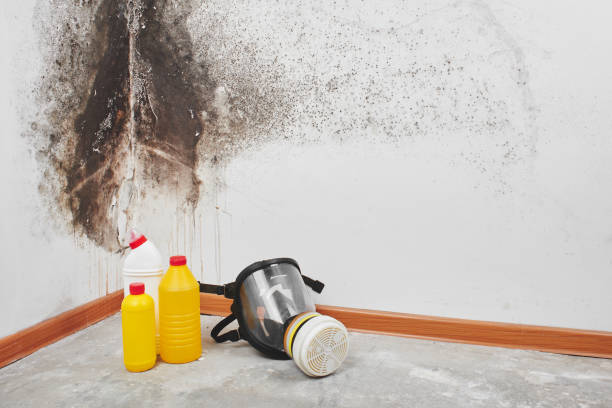 Why You Should Choose Our Mold Remediation Services in Violet, LA